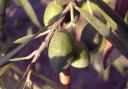 An olive hanging on an olive tree