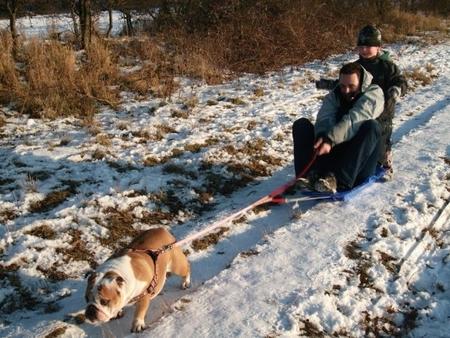 Harley the Bulldog attempts to pull her sledge
