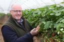 S&A Group managing director Peter Judge in one of the polytunnels at the farm in Marden, Herefordshire