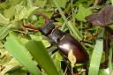 magnificent: Male stag beetle. pICTURE: Janis Stock.