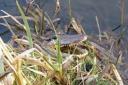 The picture of the alleged savage reptilian at Bells Mill Fisheries