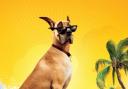 COMPETITION: Win tickets to Marmaduke  with Reel Cinema, Quinton