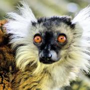 Lemur Dudley Zoo Keith Slater