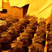 More than 300 cannabis plants were discovered by officers.