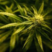 Ntetherton cannabis user grew his own to ease medical condition