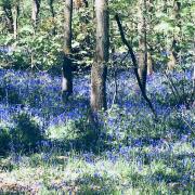 Bluebells in bloom in the Saltwells Local Nature Reserve, pictured in May 2018