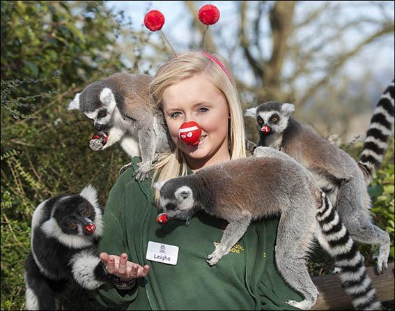 Leigha Tedd gets to grips with the lads in Dudley Zoo's Lemur Wood.
