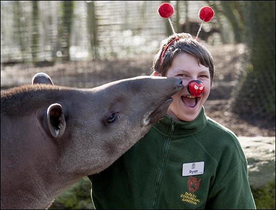 Ryan Clarke takes on Dudley Zoo’s Brazilian tapir.