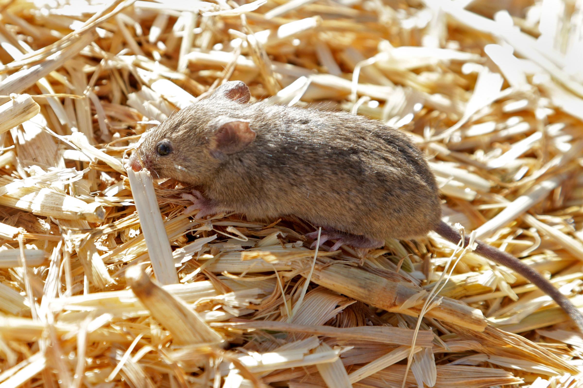 Plague of mice threatens huge tracts of land in Australia - Vimarsana News