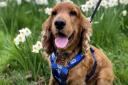 Owner of uninsurable dog who needed £6k lifesaving op calls for vet fee VAT cut