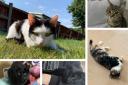 All five of these cats from Dudley died from suspected poisoning. Pics - RSPCA