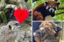 Dudley Zoo and Castle to mark Love Your Zoo week