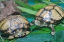 The two Coahuilan Box turtles