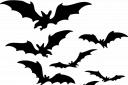 Libraries to host Halloween bat trails during half term