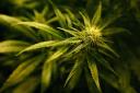 Ntetherton cannabis user grew his own to ease medical condition