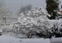 Chantal Bristow from Sedgley snapped her magnolia covered in snow in her garden