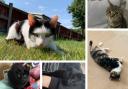 All five of these cats from Dudley died from suspected poisoning. Pics - RSPCA