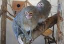 Pygmy marmosets Chewie and Kingston at Dudley Zoo and Castle