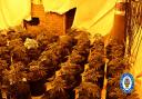 More than 300 cannabis plants were discovered by officers.