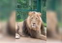 Dudley Zoo and Castle's new lion settles in well