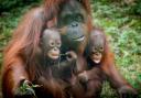 Bornean orangutan, Jazz, with her son and grandson,  Jim and Joe