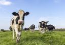 How to stay safe around cattle in the countryside this Easter