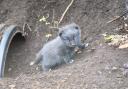 Delight at Dudley Zoo as first-ever litter of Arctic fox cubs born