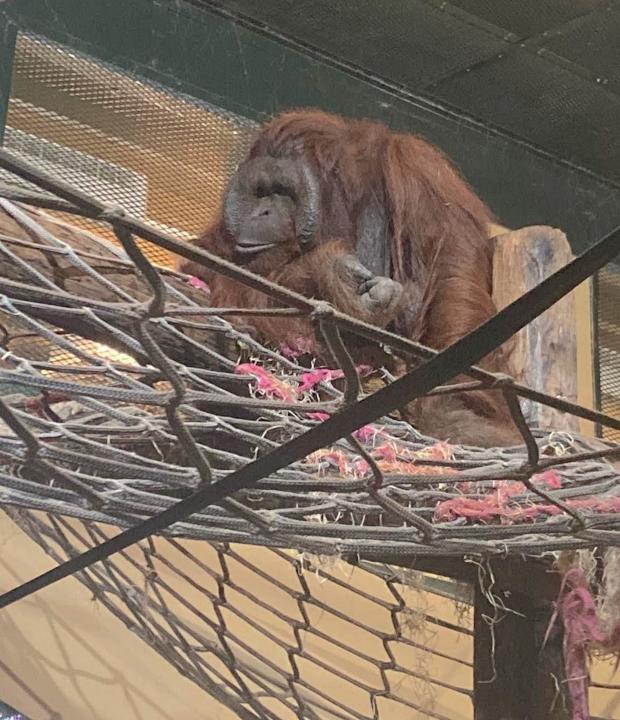 Dudley News: The orangutan in its new home 
