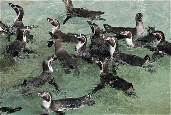 Humboldt penguins at Dudley Zoo