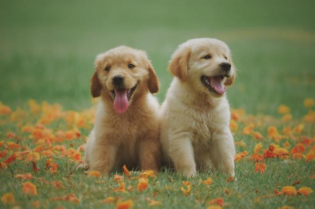 Dudley News: Two Labrador puppies in a meadow. Credit: Canva