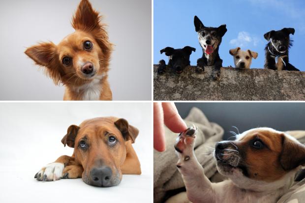 Dudley News: Seven adorable dogs. Credit: Canva