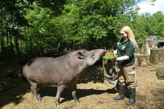 Dudley News: Brazilian tapir Chico enjoys some animal friendly birthday cake – served by senior keeper Laura Robbins. Pic – Dudley Zoo and Castle