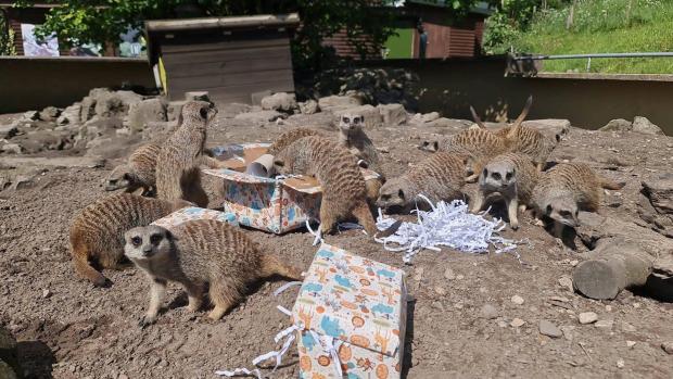 Dudley News: The zoo's meerkats check out their treats. Pic - Dudley Zoo and Castle 