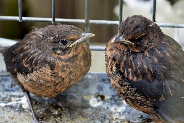 Dudley News: A pair of fledgling blackbirds. Picture: RSPCA