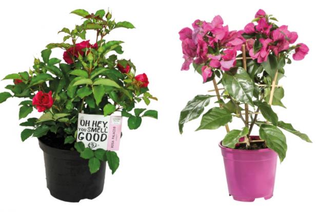 Dudley News: (left) Garden Rose and (right) Bougainvillea (Lidl/Canva)