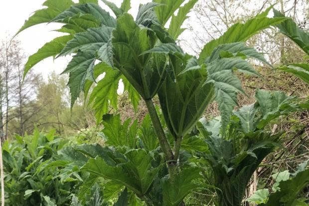WARNING: Giant hogweed has been found growing in Worcestershire.