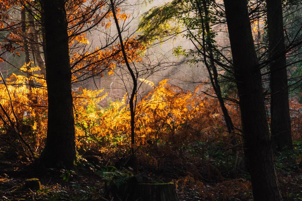Autumn still to arrive say Forestry England experts