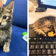 A kitten was found abandoned on a train at Birmingham New Street station. Pic - Network Rail