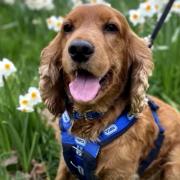 Owner of uninsurable dog who needed £6k lifesaving op calls for vet fee VAT cut