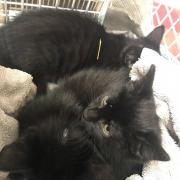 Three kittens were found by a member of the public behind ASDA supermarket in Brierley Hill.