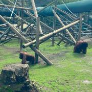 The orangutans check out their new enclosure