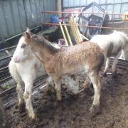 Six horses were rescued by the RSPCA.