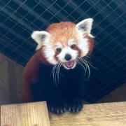 Ember the red panda at Dudley Zoo and Castle is the attraction's most adopted animal of 2022