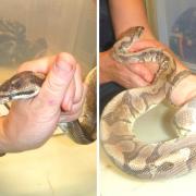 One of the snakes had a mouth infection, while the other was unable to shed its skin