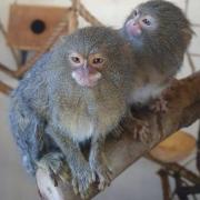 Pygmy marmosets Chewie and Kingston at Dudley Zoo and Castle