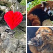 Dudley Zoo and Castle to mark Love Your Zoo week