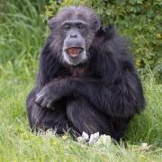 Koko the chimpanzee who has turned 50. Pic courtesy of Whipsnade Zoo