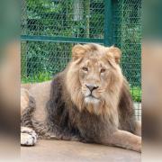 Dudley Zoo and Castle's new lion settles in well