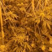 Cannabis factory discovered in old Brierley Hill bank building