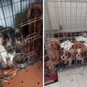 Dogs found in poor and cramped conditions at the Robinson family home
